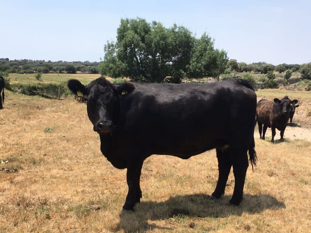 Vacuno de raza Angus